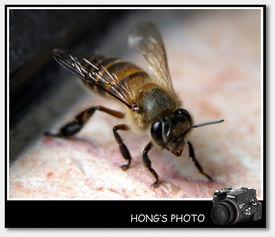 野外收蜜蜂仔脾放两天蜂仔会死吗？