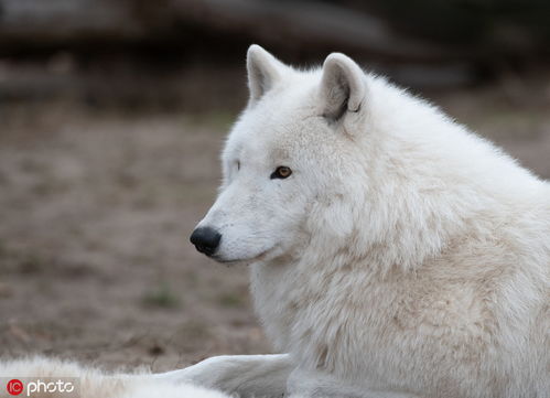 白眼狼是什么意思