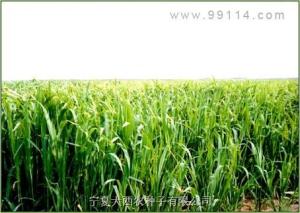 稷是指哪类农作物？