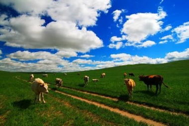 锡林郭勒大草原歌词