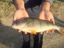 河鲈鱼,河鲈鱼和海鲈鱼哪个好