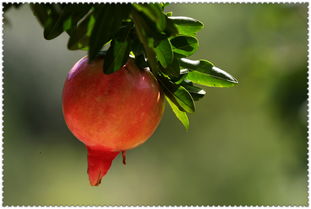 硕果的意思,硕果的拼音