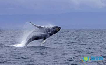 鲸鱼英语怎么读