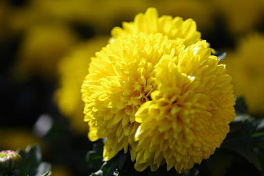 菊花作用的功能与主治