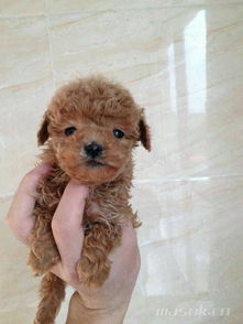 玩具泰迪迷你泰迪还有茶杯泰迪有什么区别啊