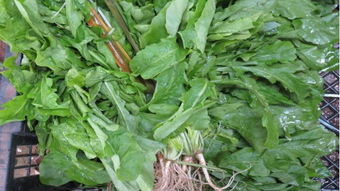 求野菜大全（包括图片）