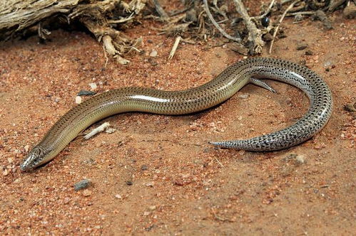 魔兽世界猎人稀有宠物多头蛇在哪