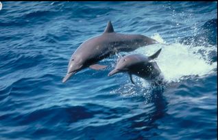 海豚是哺乳动物吗还是鱼类,海豚是哺乳动物吗为什么