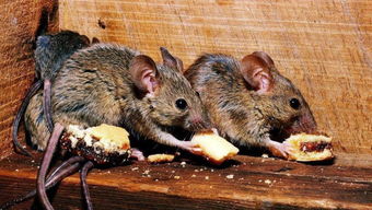 请问如何灭老鼠