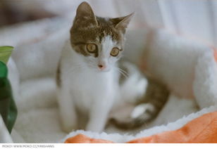 卖萌是什么意思呢