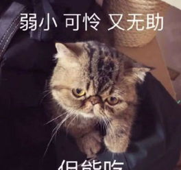 弱小造句一年级