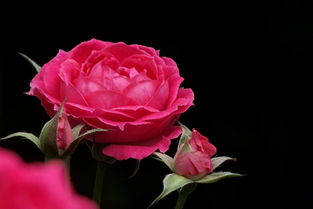 钻石玫瑰多少钱一盒