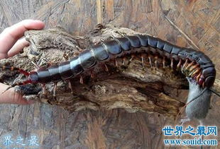世界上最大的蜈蚣有多少米,世界上最大的蜈蚣视频