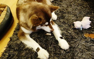 王可可是个碧池中的碧池是什么意思