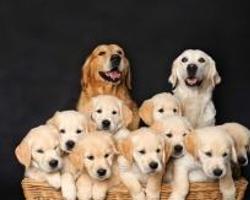 狗民网好还是爱狗网好呀?