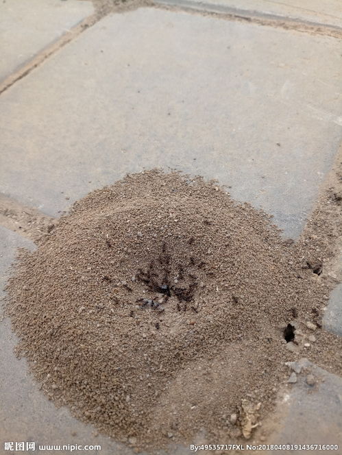 蚂蚁窝怎么消灭它，蚂蚁窝在家里墙体里怎么处理