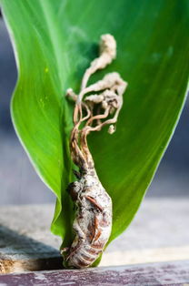 金蝉花的功效与作用的功能与主治