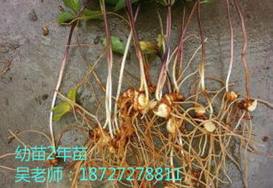 种植什么药材最赚钱农村