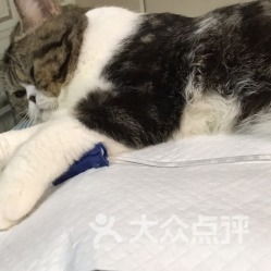 伴侣动物法律定义,伴侣动物医院