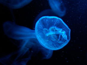深海水母的介绍
