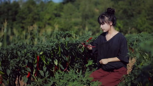 李子柒公开视频制作，背后究竟有多辛酸？