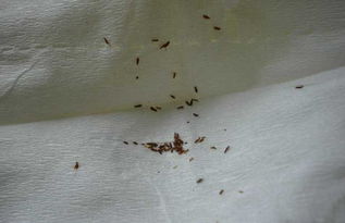 跳蚤最怕什么一