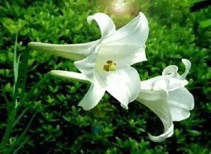 百合网官网电话