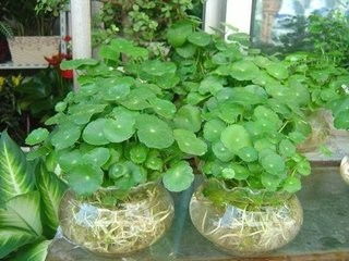 铜钱草可以长期泡在水里养吗