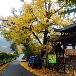 我申请余姚论坛号怎么不能用