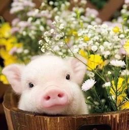 猪女叫什么名字？？？