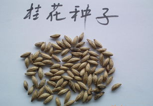 桂花树结的籽有什么用处？