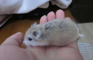 仓鼠怎么分公母看尾巴