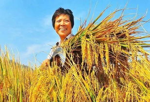 农民丰收的句子