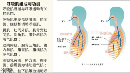 什么样的呼吸方式最健康