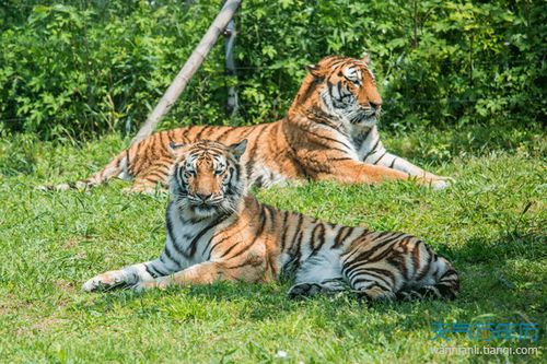 1998年属虎24岁以后一生命运