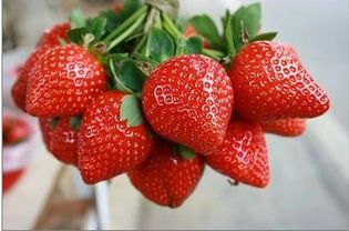 草莓什么时候结果什么时候成熟