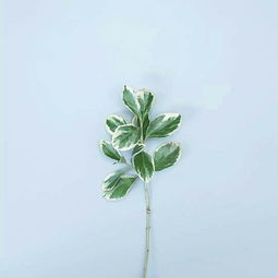 Mint做英文名好不好