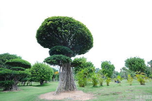 大树网，是正品！我登陆官网查了的，为什么老是有