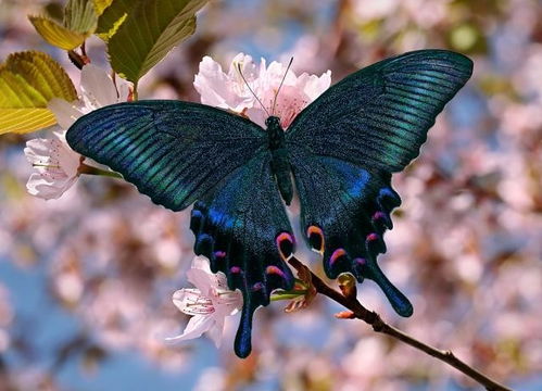 出淤泥而不染的下句是什么?