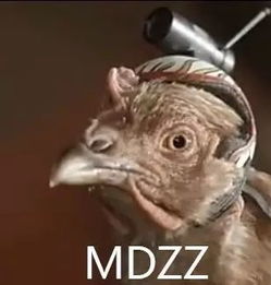 为什么鸡头是世界上最稳定的东西