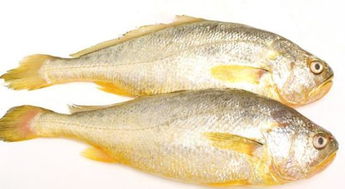 黄花鱼多少钱一斤