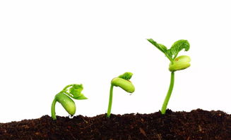 种子网上备案app下载,种子网上备案怎么备