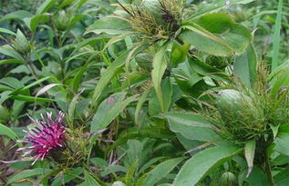 种植什么药材最赚钱