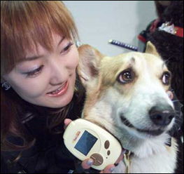 翻译狗在线翻译,翻译狗的语言