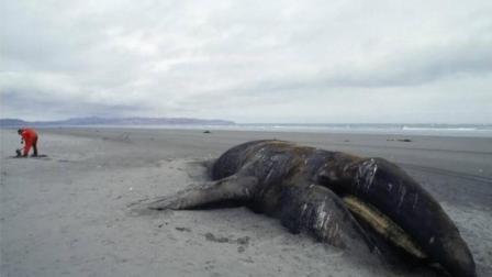 巨鲸音乐盒,巨鲸音乐网官网