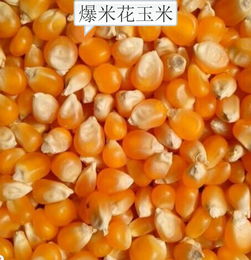 爆米花玉米哪里有批发