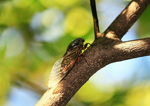 知了的特点和生活特征