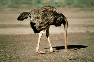 什么是鸵鸟政策