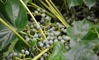 爬山虎种子哪里有卖