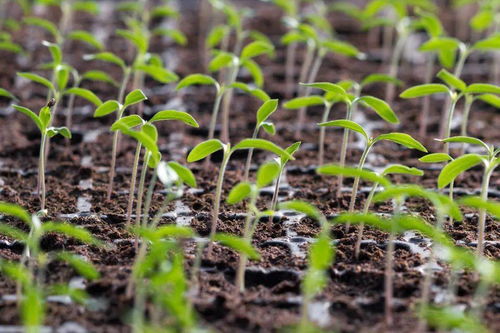 生根粉的使用方法视频，生根粉的作用和使用方法